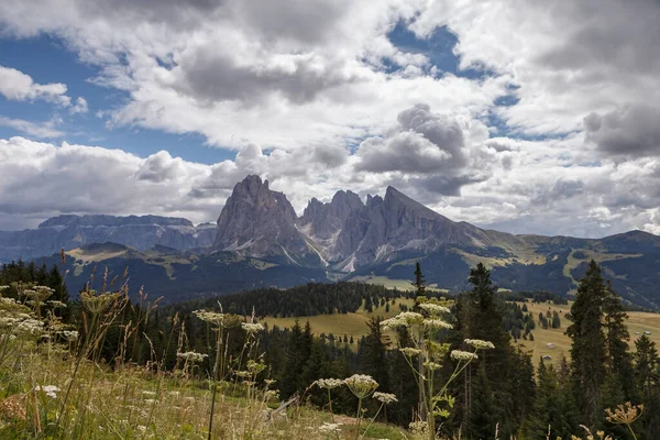 Alpe Siusi Con Vistas Montaña Sassalungo Italia Dolomita Fotos De Stock Sin Royalties Gratis