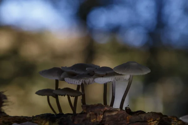 Primo Piano Colpo Funghi Che Crescono Albero Caduto — Foto Stock