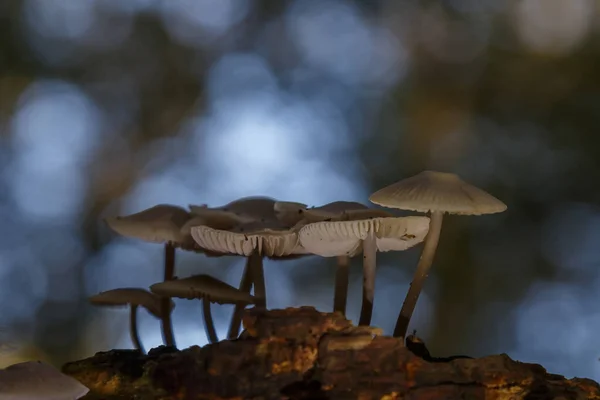 Primer Plano Disparo Setas Creciendo Árbol Caído — Foto de Stock