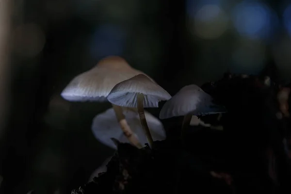 Primo Piano Colpo Funghi Che Crescono Buio — Foto Stock