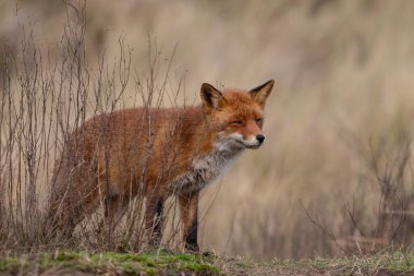 Kızıl Tilki doğada Günün son ışığında.