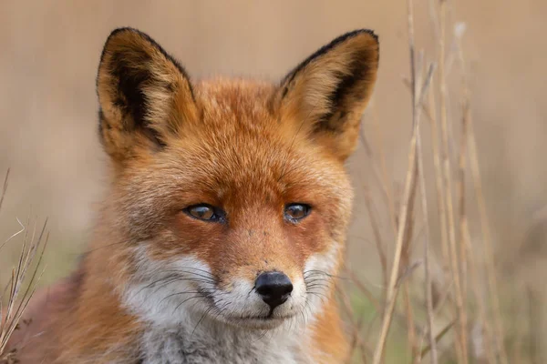 红狐在自然界中的最后一道光芒 — 图库照片