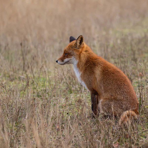 Red Fox Nature Last Light Day — Stock Photo, Image