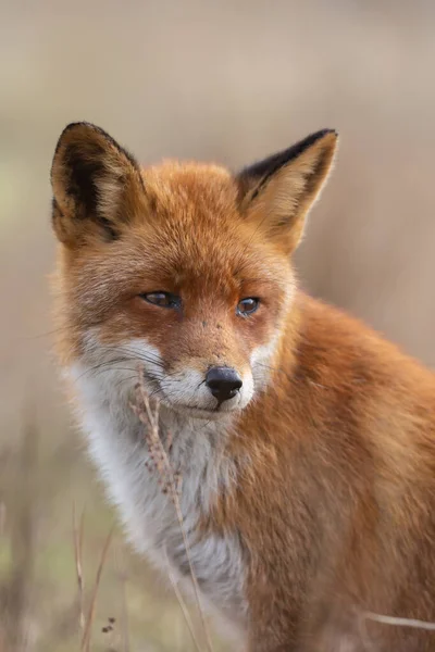 Red Fox Στη Φύση Στο Τελευταίο Φως Της Ημέρας — Φωτογραφία Αρχείου