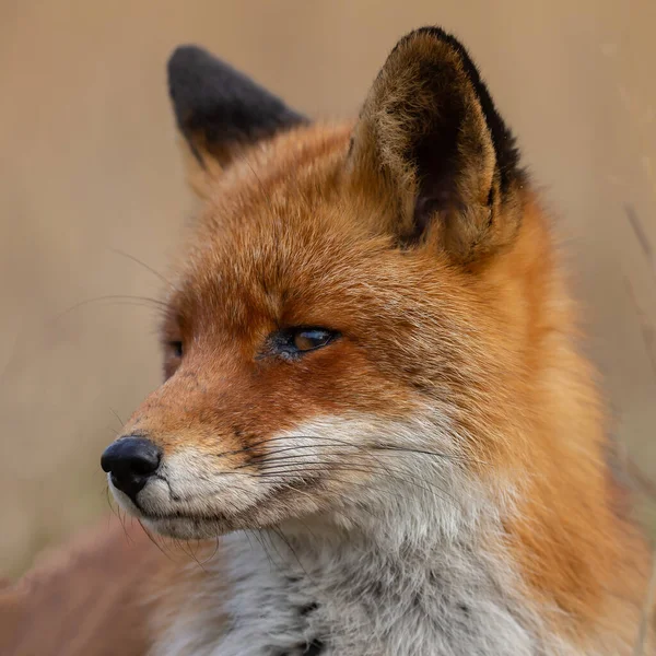 Red Fox Στη Φύση Στο Τελευταίο Φως Της Ημέρας — Φωτογραφία Αρχείου