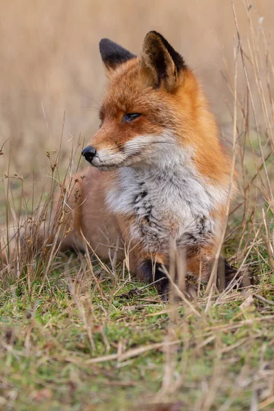 Red Fox Naturze Ostatnim Świetle Dnia — Zdjęcie stockowe