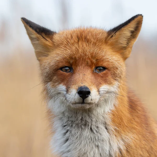 Renard Roux Dans Nature Dernière Lumière Jour — Photo