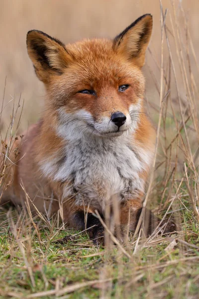 Red Fox Στη Φύση Στο Τελευταίο Φως Της Ημέρας — Φωτογραφία Αρχείου