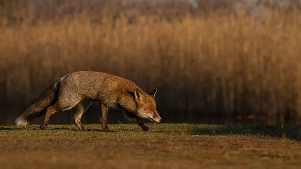 Kızıl Tilki Doğada Günün Son Işığında — Stok fotoğraf