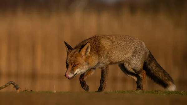 Red Fox Природе Последнем Свете Дня — стоковое фото