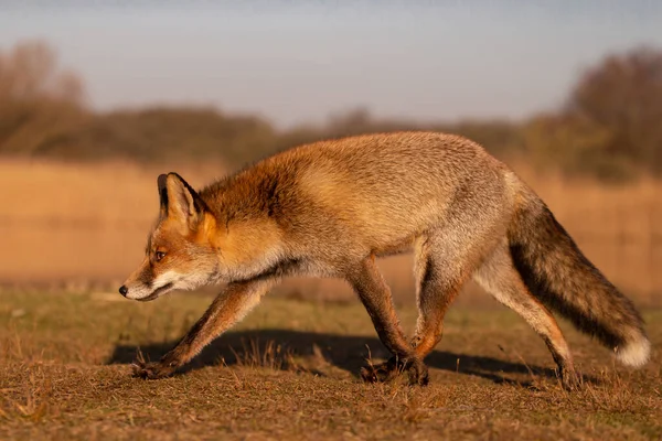 Red Fox Природе Последнем Свете Дня — стоковое фото