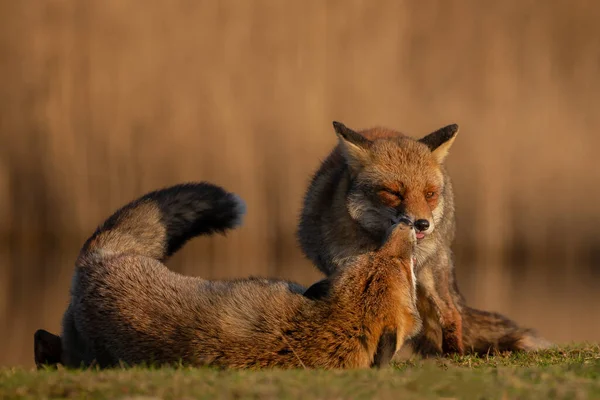 Κόκκινες Αλεπούδες Στη Φύση Στο Τελευταίο Φως Της Ημέρας — Φωτογραφία Αρχείου