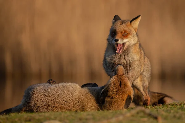Červené Lišky Přírodě Posledním Denním Světle — Stock fotografie