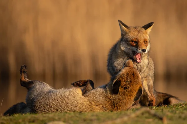 Red Foxes Nature Last Light Day — Stock Photo, Image