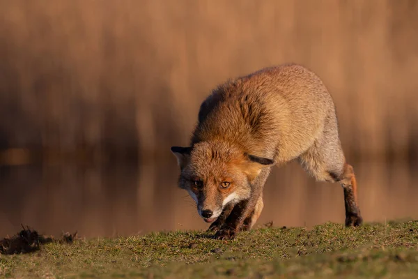 Red Fox Natura Nell Ultima Luce Del Giorno — Foto Stock