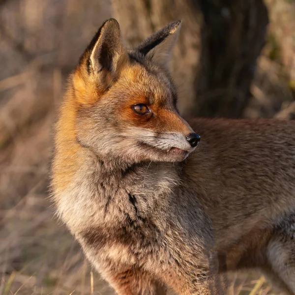 Red Fox Natura Nell Ultima Luce Del Giorno — Foto Stock