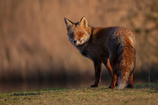 Red Fox Природе Последнем Свете Дня — стоковое фото