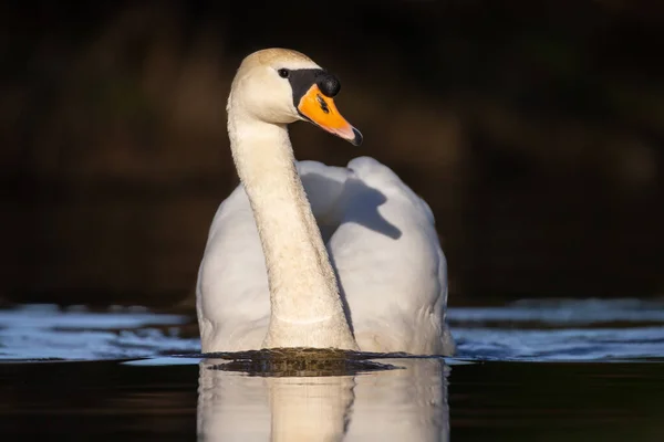黑色背景的自然界中的白天鹅 — 图库照片