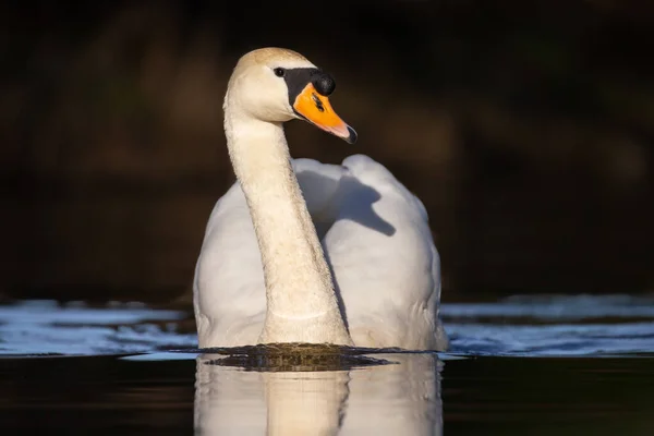 Cisne Mudo Natureza Com Fundo Escuro — Fotografia de Stock