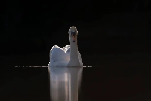 Cisne Mudo Natureza Com Fundo Escuro — Fotografia de Stock