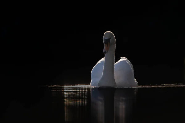 Немой Лебедь Природе Тёмном Фоне — стоковое фото