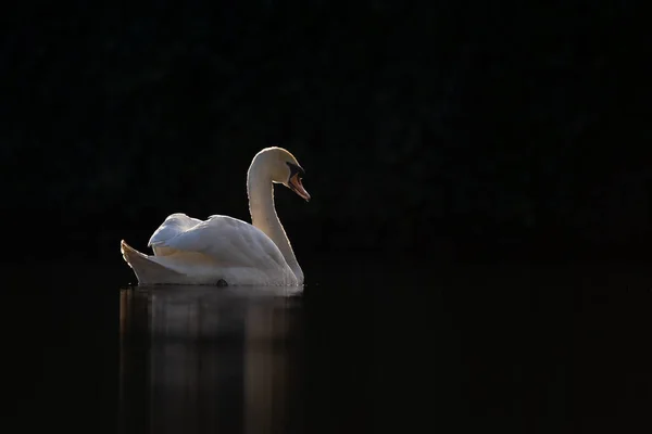 Mute Swan Nature Dark Background — Stock Photo, Image