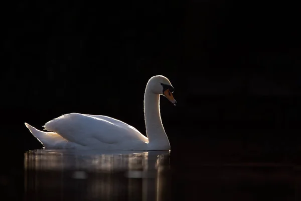 Cisne Mudo Natureza Com Fundo Escuro — Fotografia de Stock