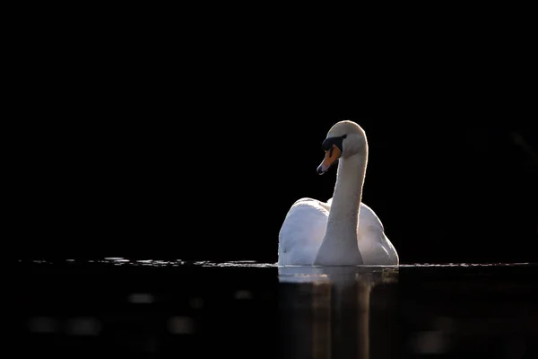 暗い背景を持つ自然の中で白鳥をミュート — ストック写真