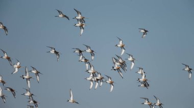 Siyah kuyruklu Godwits sürüsü sabahın erken saatlerinde