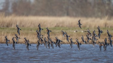 Siyah kuyruklu Godwits sürüsü sabahın erken saatlerinde