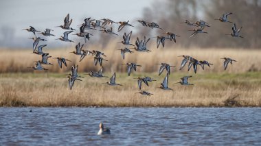 Siyah kuyruklu Godwits sürüsü sabahın erken saatlerinde