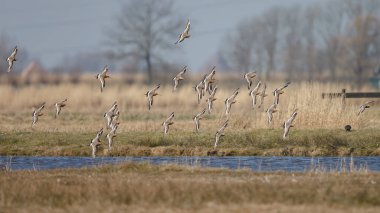 Siyah kuyruklu Godwits sürüsü sabahın erken saatlerinde