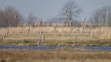 Siyah kuyruklu Godwits sürüsü sabahın erken saatlerinde