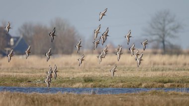 Siyah kuyruklu Godwits sürüsü sabahın erken saatlerinde