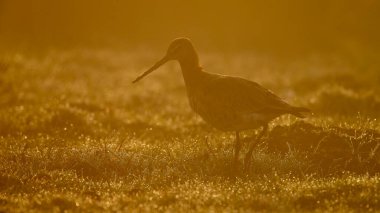 Siyah kuyruklu Godwit sabahın erken saatlerinde