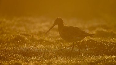 Siyah kuyruklu Godwit sabahın erken saatlerinde