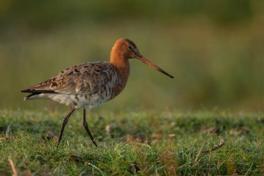 Siyah kuyruklu Godwit sabahın erken saatlerinde