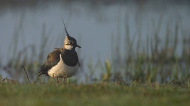 Çok güzel bir kuzey kanadının çimlere yakın çekimi.