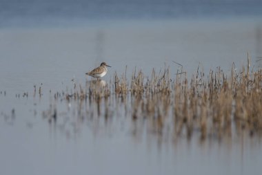 Güzel bir Redshank 'in yakın çekimi. 