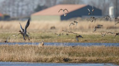 Yabanda tavşan ve kuş sürüsü