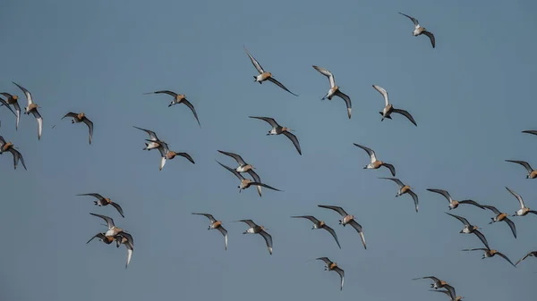 Rebanho Godwits Cauda Preta Madrugada Luz Solar — Fotografia de Stock