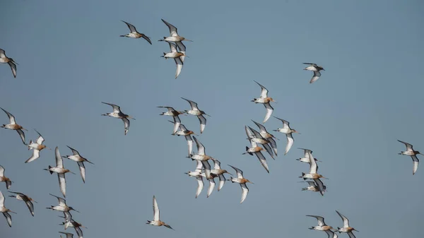 Schwarm Von Uferschnepfen Der Morgensonne — Stockfoto