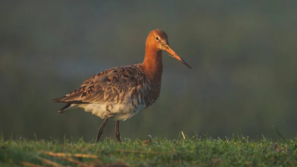 Den Svarta Skuggan Godwit Tidigt Morgonen Solljus — Stockfoto