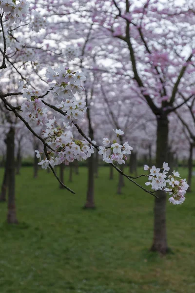 Bela Paisagem Primavera Com Árvores Florescentes — Fotografia de Stock