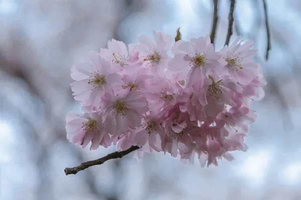 Belles Fleurs Cerisier Sur Branche Dans Jardin — Photo