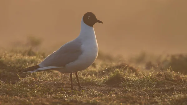 Gros Plan Une Belle Mouette Tête Noire Dans Herbe — Photo