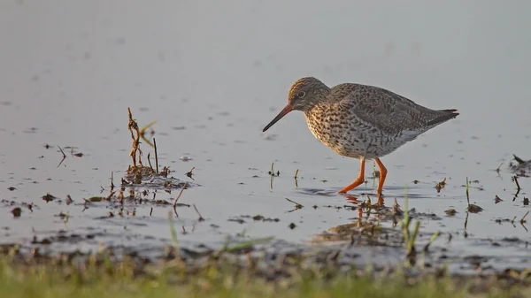 Close Seup Shot Beautiful Common Redshank — стоковое фото