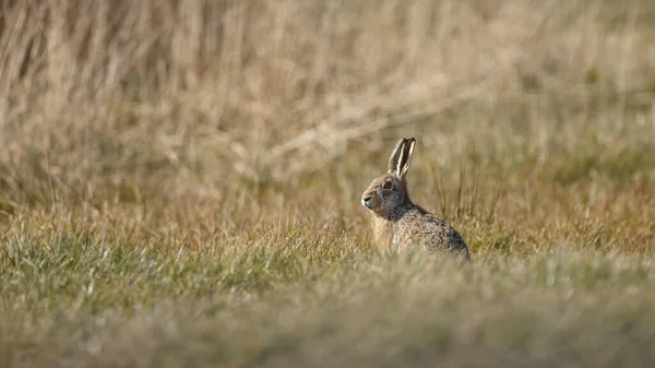 一只可爱的野兔的特写 — 图库照片
