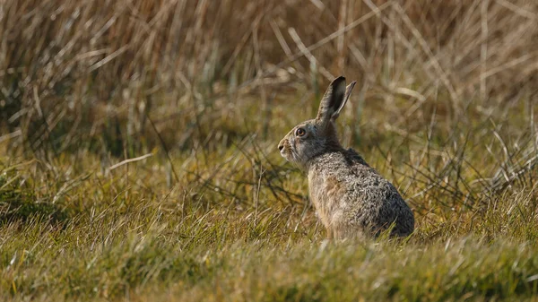 一只可爱的野兔的特写 — 图库照片