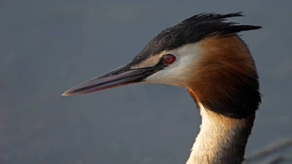 Malebný Pohled Krásné Velké Hřebenatky Grebe Přírodě — Stock fotografie